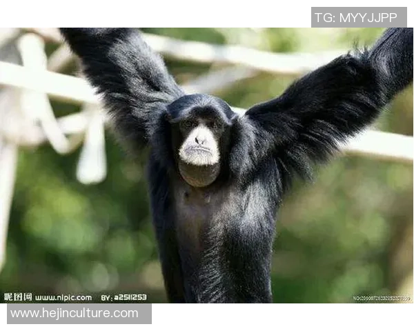 以足球场上奔跑如猩猩般威猛的球星为主角展现速度与力量的完美结合